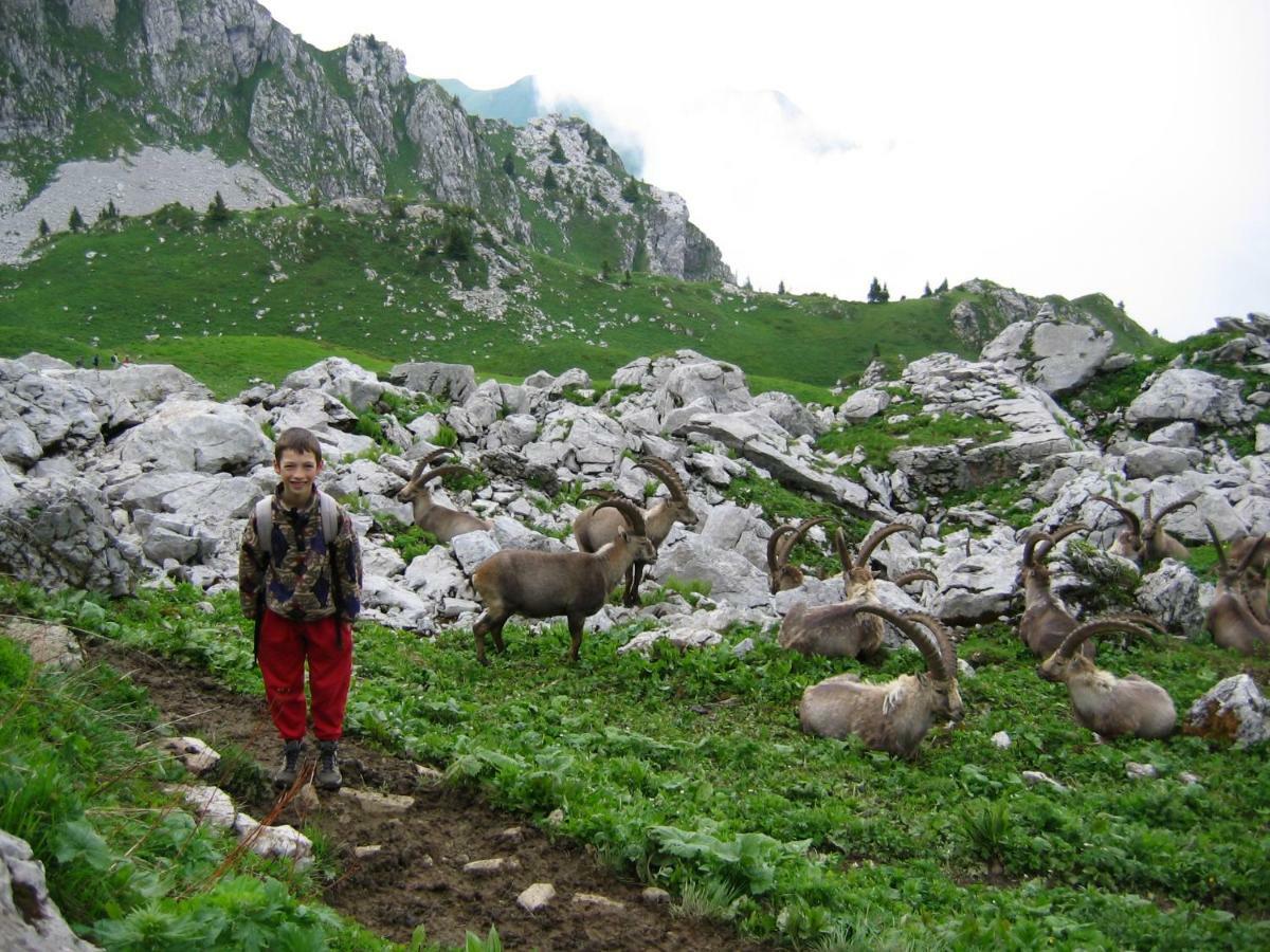 Les Sapins Blancs Daire Vacheresse Dış mekan fotoğraf